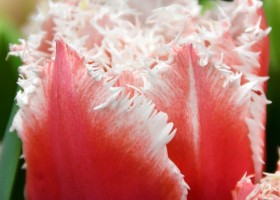 Tulipa Queensland ® (4)